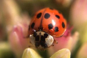 آموزش عکاسی ماکرو با موبایل