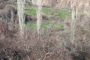 روستای برزی قیشلاغى