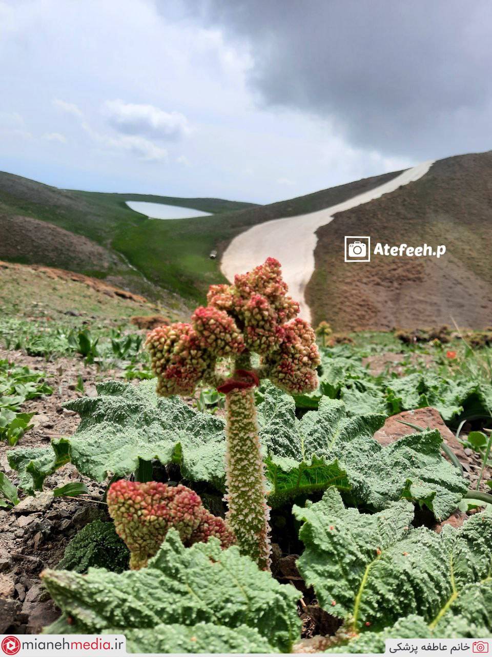 طبیعت بوزقوش