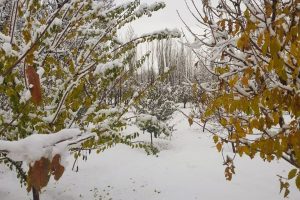 خودنمایی زمستان در پاییز