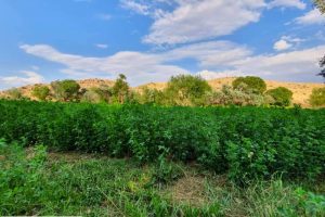 طبیعت بجوان