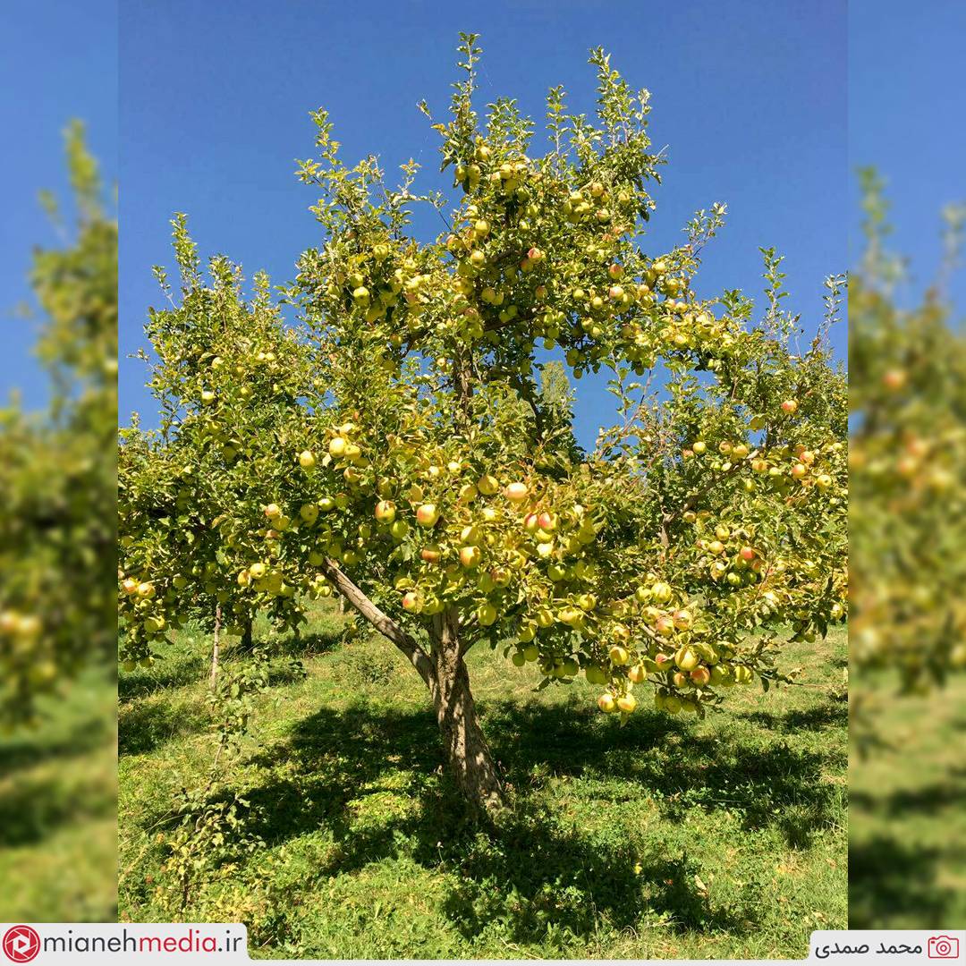 درخت پربار سیب لبنانی محصول باغات روستای تجره رود (چوخور یورد)