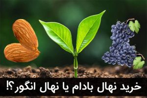 معرفی دو نهال پرسود خشکبار در مناطق گرمسیر کشور