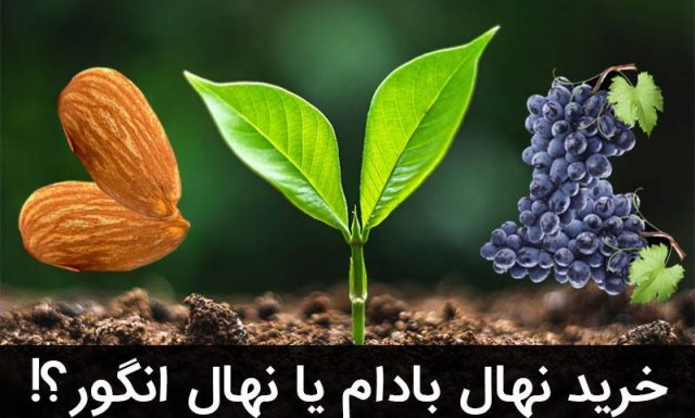 معرفی دو نهال پرسود خشکبار در مناطق گرمسیر کشور
