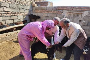 اردوی جهادی دامپزشکی در ۶ روستای محروم شهرستان میانه برگزار شد
