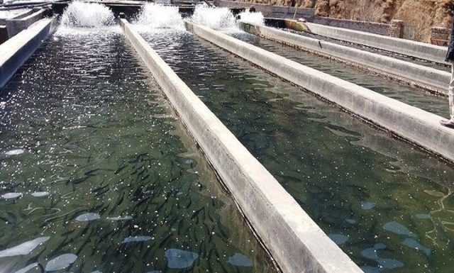 پیش بینی تولید ۱۳ هزار و ۳۵۰ تُن شیلات و آبزیان در آذربایجان شرقی