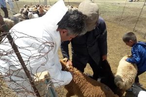 واکسینه بیش از ۸۰ هزار راس دام سبک در ییلاق بزقوش میانه