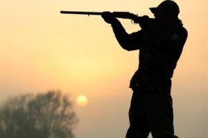 گلوله‌های شکارچیان سه رأس کل و بز را از پای درآورد