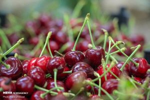 افزایش ۴۶ درصدی تولید گیلاس در آذربایجان شرقی
