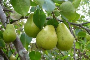 میانه، رتبه سوم تولید گلابی آذربایجان شرقی