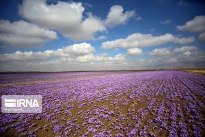 زعفران میانه می‌درخشد؛ سهمی رو‌به‌رشد در مزارع استان