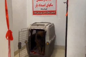 راه‌اندازی نخستین خانه هلال ویژه سگ های امداد‌یار در میانه