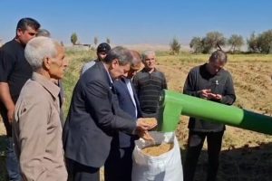 برداشت ۱۵ هزار تن برنج از شالیزارهای میانه