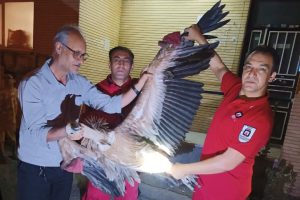 نجات پرنده کرکس از پشت‌بام آپارتمانی در شهرک ولیعصر میانه + خبر تکمیلی