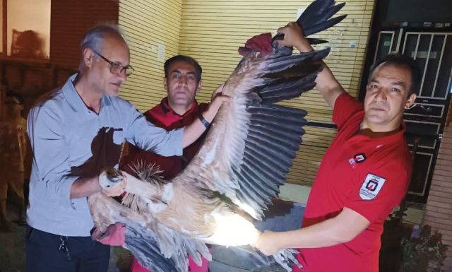 نجات پرنده کرکس از پشت‌بام آپارتمانی در شهرک ولیعصر میانه + خبر تکمیلی