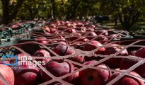 سیب میانه در جمع محصولات شاخص باغی استان