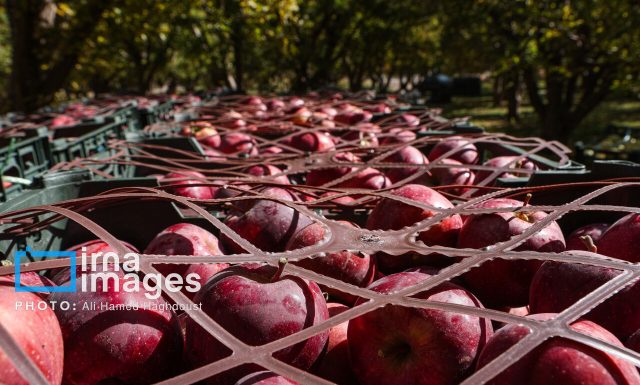 سیب میانه در جمع محصولات شاخص باغی استان