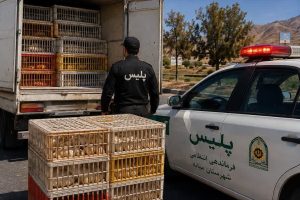 جلوگیری از خروج غیرقانونی ۶ تن مرغ زنده از میانه