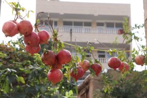 جشنواره انار گوو؛ فرصتی برای معرفی ظرفیت‌های روستایی میانه