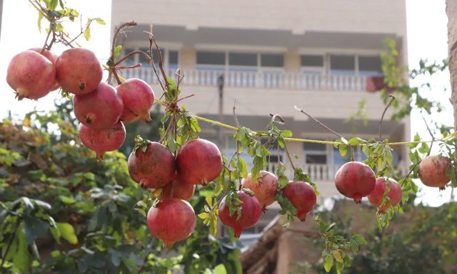 جشنواره انار گوو؛ فرصتی برای معرفی ظرفیت‌های روستایی میانه