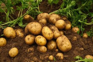 آذربایجان شرقی رتبه پنجم کشور در تولید سیب زمینی