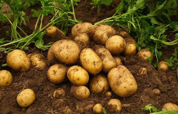 آذربایجان شرقی رتبه پنجم کشور در تولید سیب زمینی