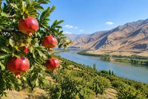 ۳۲ هکتار باغ انار در میانه؛ ظرفیت توسعه تولید و فرآوری